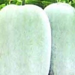 本人现有十亩粉皮靓冬瓜上市