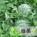 东台早春西瓜每年春天4月中旬至7月