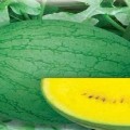 江苏沭阳即将上市甜蜜蜜（小黄瓤）西瓜
