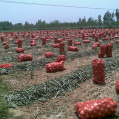 河南省新野县优质洋葱每年五月份上市