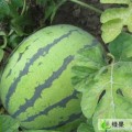 山东莘县董杜庄50W亩西瓜5月上市