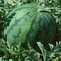 山东莘县无公害西瓜已大量上市