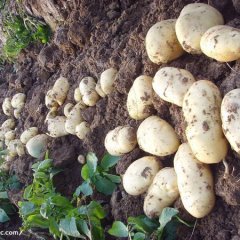 山东滕州自种有100亩土豆价格1.2-1.3左右