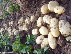 山东滕州自种有100亩土豆价格1.2-1.3左右