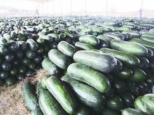 河北保定清苑黑冬瓜收购指南 新农人合作社