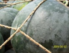 河南省太康县大量供应有、无籽西瓜