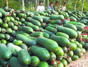 河南省太康县大量冬瓜上市