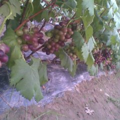 济宁金乡：大鹏藤稔葡萄6月中旬上市