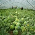 新乐邯邰小流甜瓜、西瓜大量上市