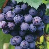 河北葡萄批发，葡萄种植果园