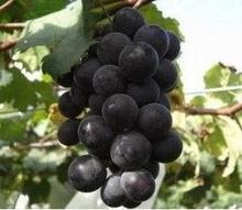 绿果网高品质巨峰葡萄，价格低，质量好