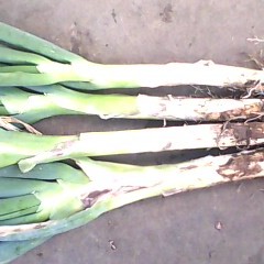 黑龙江北林区寒地黑土特产冬灵白大葱大量上市