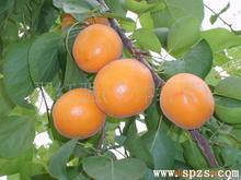 大荔大量金太阳杏即将上市（陆地）价格详谈