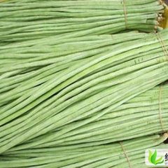 山东莘县妹仲镇豆角大量上市