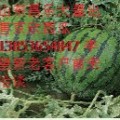 山东昌乐大量供应西瓜—京欣—西瓜之乡