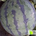 河南睢阳冠龙，龙卷风西瓜品质好，抢购正当时