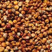 求购高粱碎米糯米