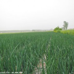 山东惠民洋葱基地代办，洋葱价格在3角左右