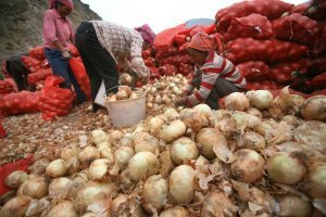 河南绿欣蔬菜热白菜、黄皮洋葱