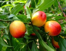 砀山大棚油桃日产量可达几十万斤