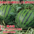 山东泗水西瓜减价处理了！！