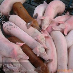 山东沂南县湖头镇小猪苗