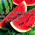 泗水西瓜顶呱呱， 切开一看红又沙