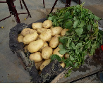 滕州每年的5月土豆，为人民服务方便你我