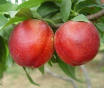 运城（早中晚熟）油桃，6月开始上市 诚招客商