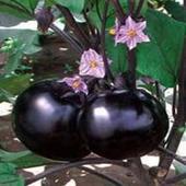 商丘大量黑紫圆茄，每天采摘2万斤