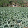 山东济宁曹 ： 西瓜已上市