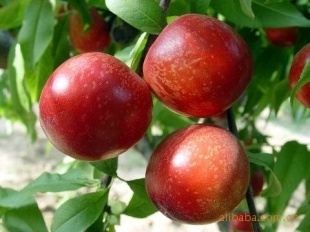 陕西大荔县油桃基地5月20号上市