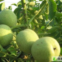 陕西大荔县大量供应青皮核桃