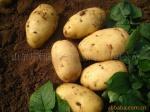陕西省户县渭丰镇大量土豆6月至8月大量上市