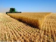 陕西省渭南市6月小麦大量出售