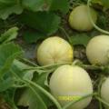 临沂费县 西瓜 甜瓜 豆角 现已大量上市
