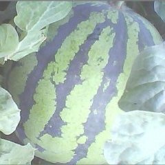 黑龙江陆地西瓜