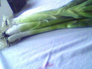 冬储大葱白高40公分 颈粗2公分以上