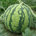 8424西瓜5月底上市，欢迎采购