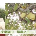 砀山县经济开发区曹卫国：经营西瓜.油桃.杏
