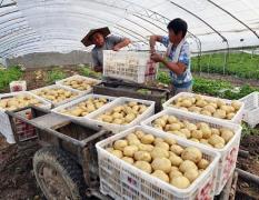 河南永城高口村400吨优质土豆