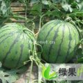萧县酒店乡本地大量供应西瓜、小甜瓜！