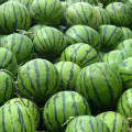 辽宁省凌海市大量西瓜、土豆6---8月上市了
