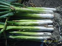 绥化大葱代收  本人有多年代收大葱经验