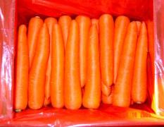河南通许优质红萝卜，欢迎各地客商前来选购