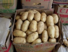 泗水县大量供应土豆荷兰15系列