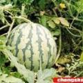 安徽池州石台县京欣西瓜