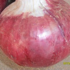 红皮圆葱大量上市 欢迎广大新老客户