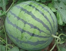 常年供应各种大棚露地瓜果，现有大量西瓜