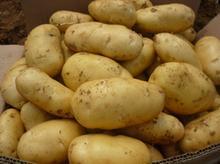 梁山绿洲现代农业生态园生产土豆